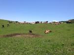【神津牧場】
群馬県甘楽郡にあり明治20