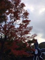 よろしくお願い致します。

最近、箱根に