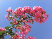 20130901-3.JPG