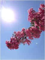 20130901-4.JPG