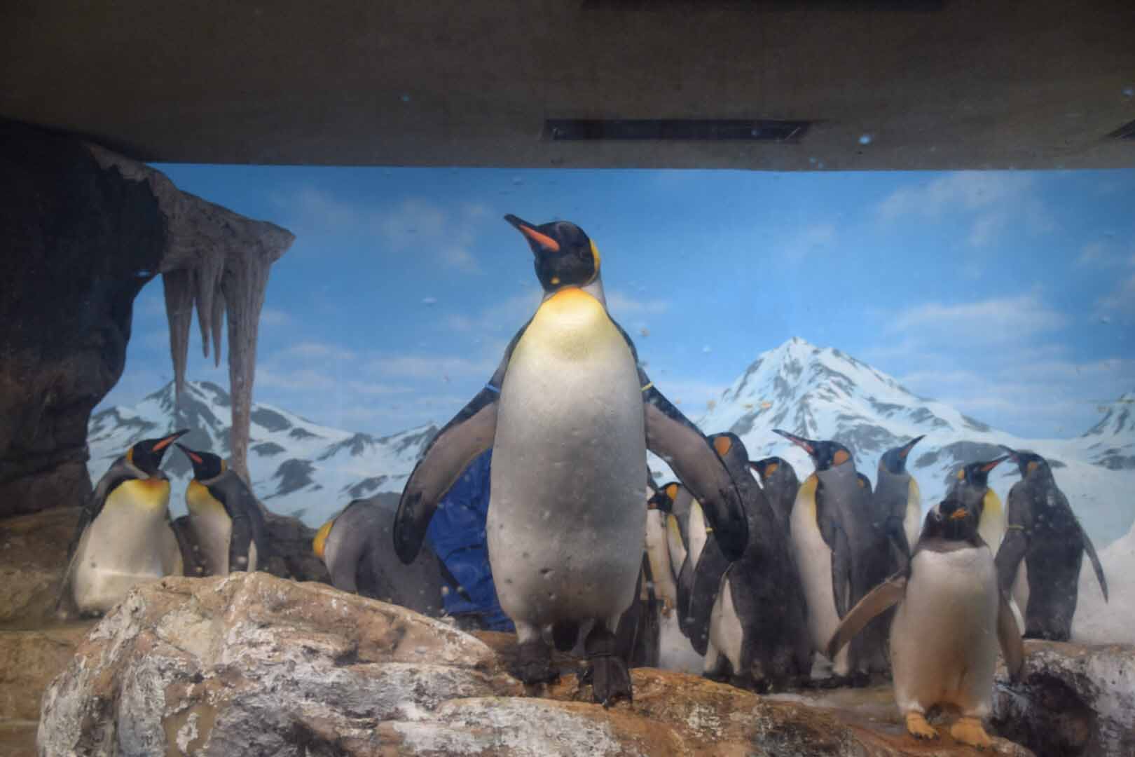 ペンギン