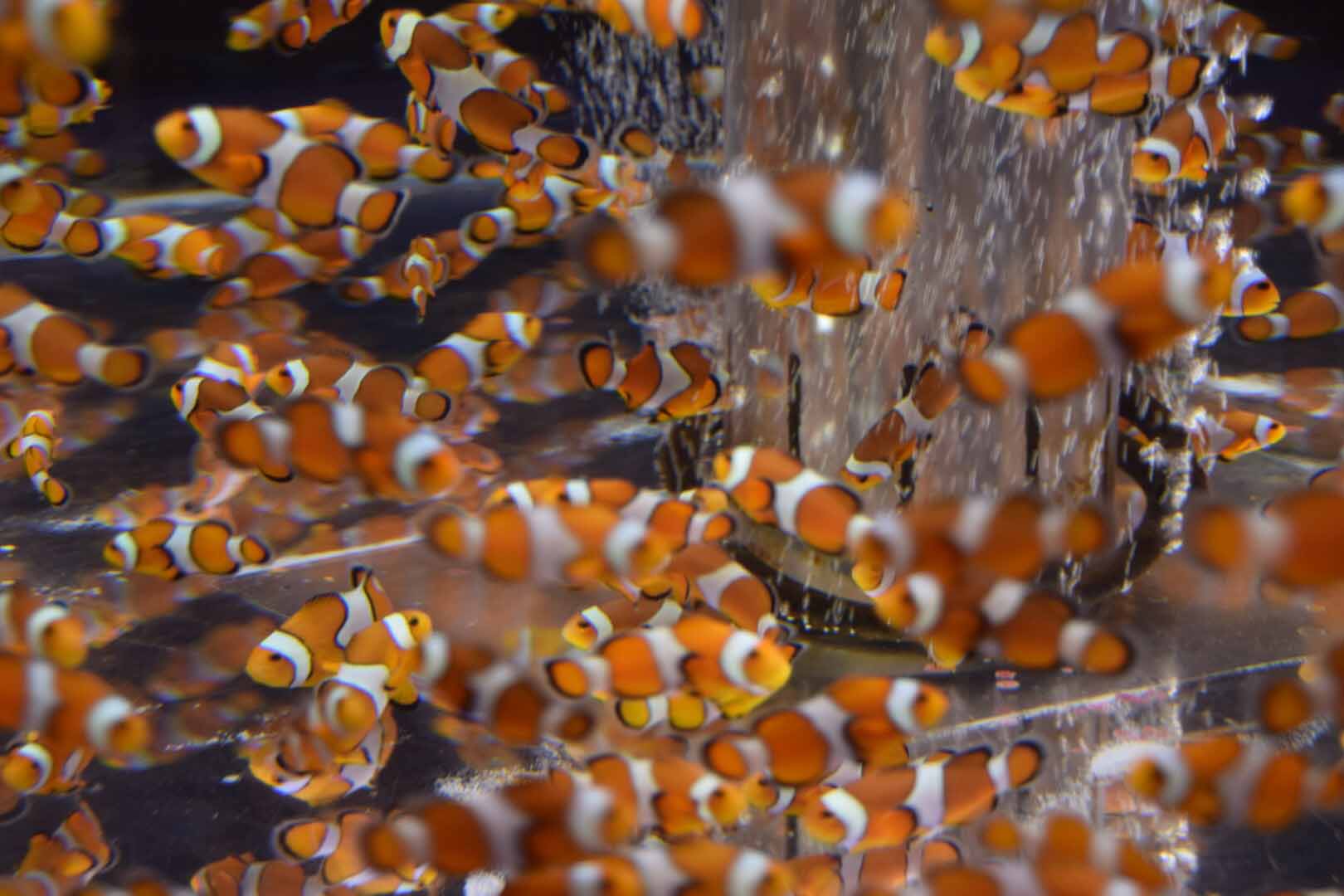 

先日、我が家の1歳半の娘が水族館