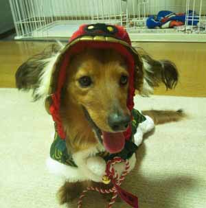 こんにちは。
今回は、私の実家で飼って