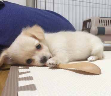 こんにちは。
最近、娘に熱望されてペッ