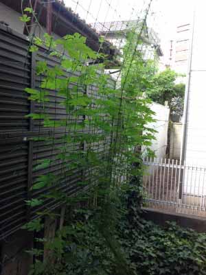 暑い日が続いていますが、体調崩されていま