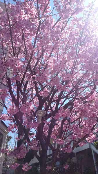 皆様こんにちは。
お花見は行かれました